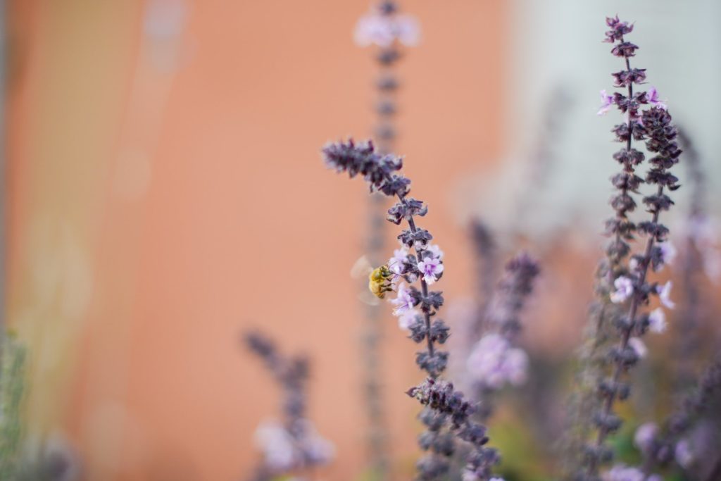 close up shot of flowers