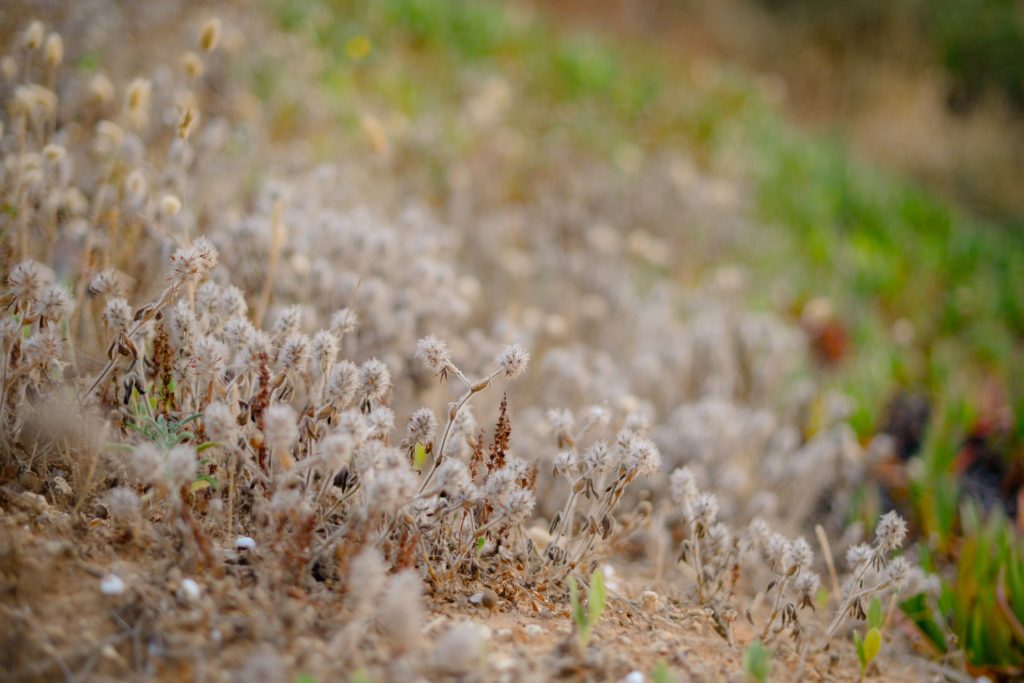 dried flowers on the beach