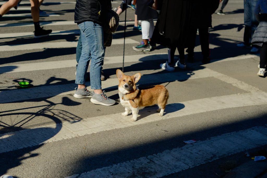 Brooklyn corgi looking at the Brooklyn marathon - Lauren Newman Photography