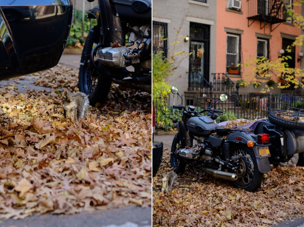 grey squirrel stands in pile of fallen leaves on street, in front of motorcycle with new york license plates - Lauren Newman Photography