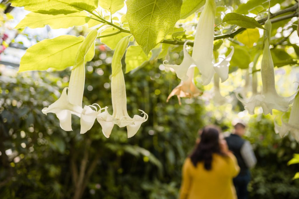 Same Sex Surprise Proposal Allan Gardens Botanical Toronto Photos LGBTQ