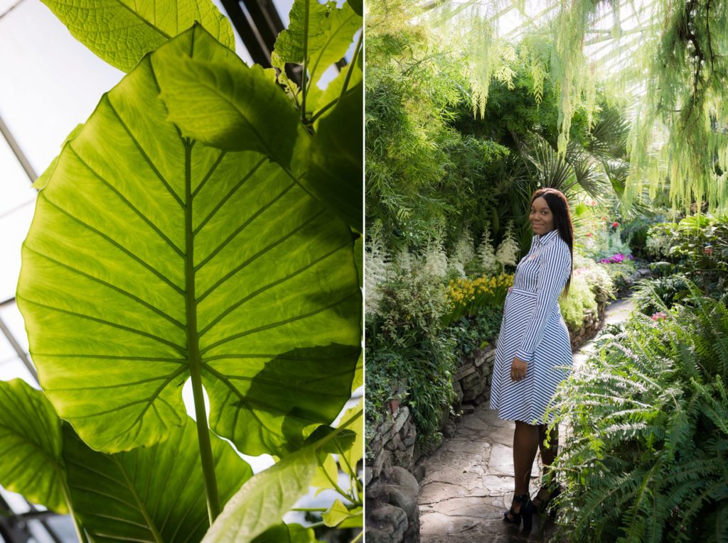 Allan Gardens Botanical Toronto Couples Surprise Engagement Proposal Photography 