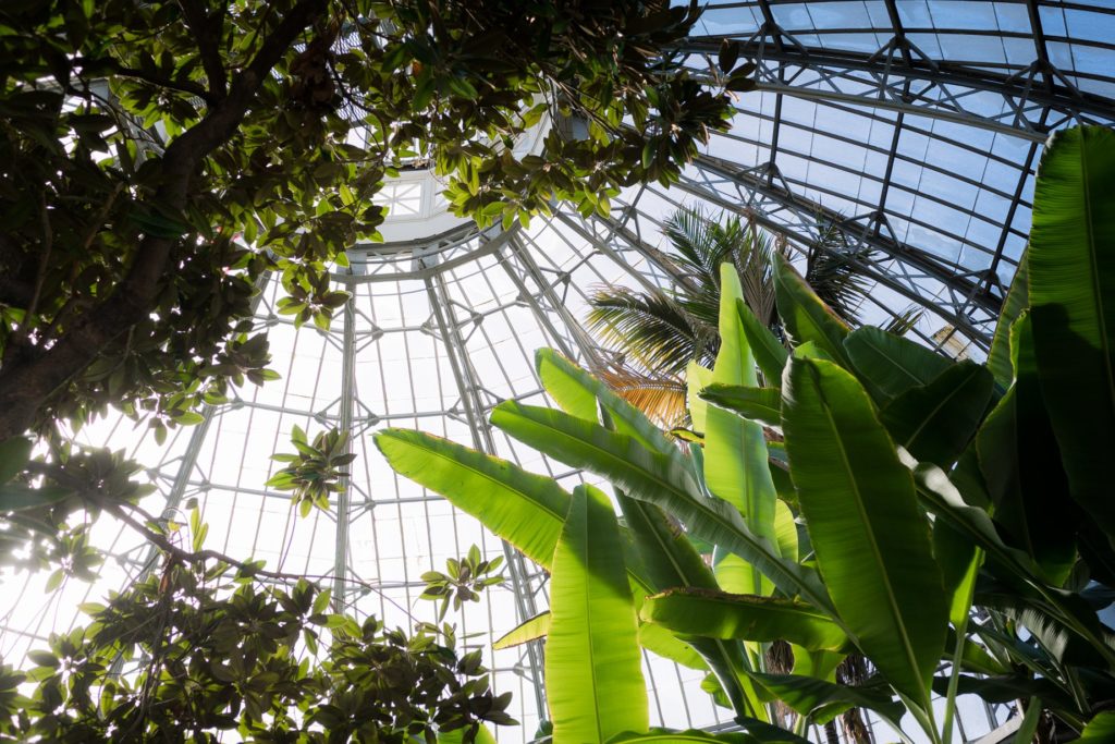 Allan Gardens Botanical Toronto Couples Surprise Engagement Proposal Photography 