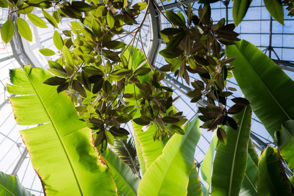 Allan Gardens Botanical Toronto Couples Surprise Engagement Proposal Photography 